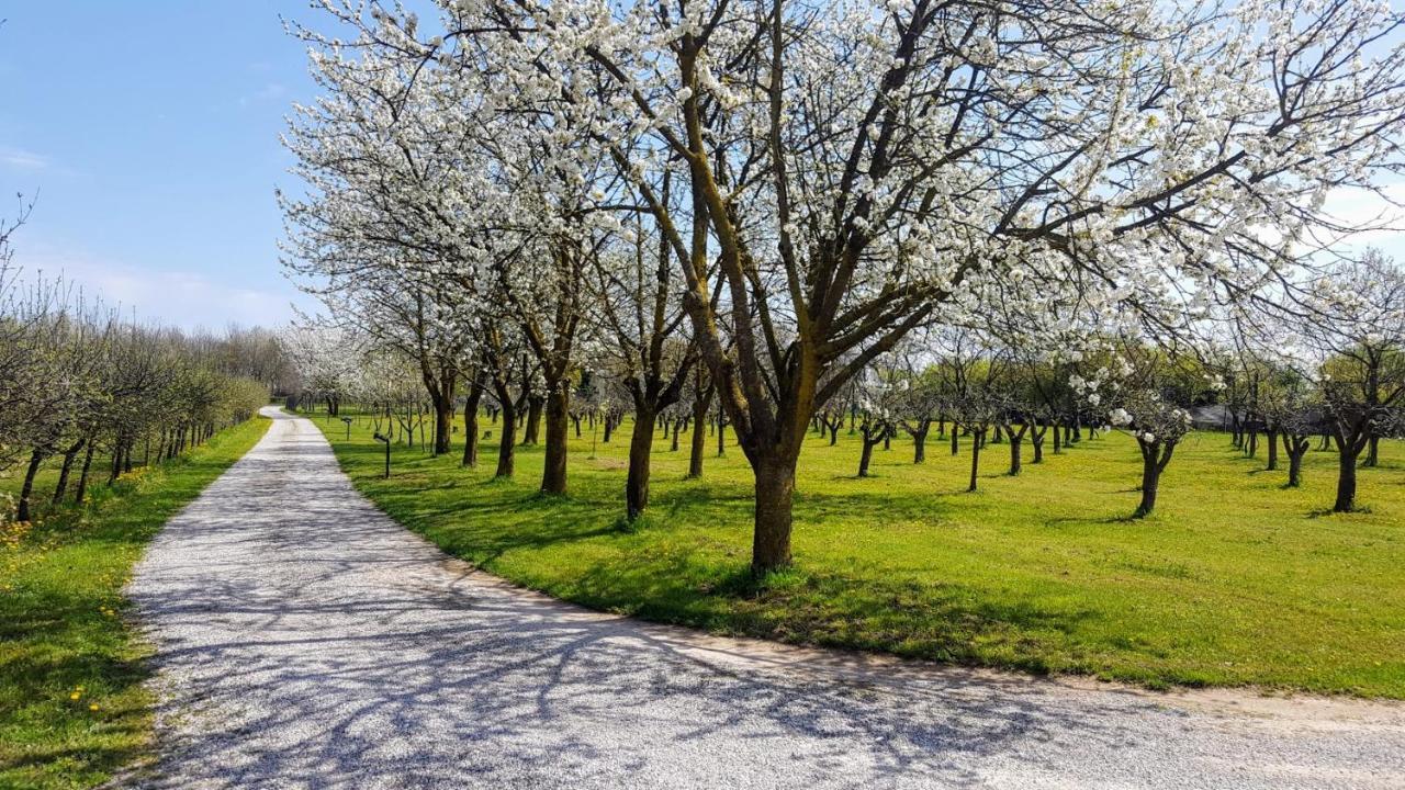 Agriturismo Borgo Borromeo Rubano Bagian luar foto